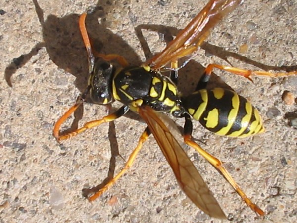 Have your yard sprayed for yellow jackets.